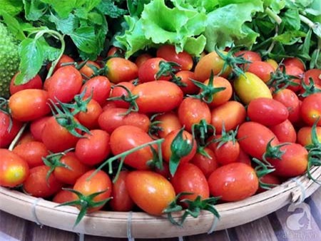 Bí quyết, trồng cây, vườn cây, cà chua bi, bà mẹ, Sài Gòn