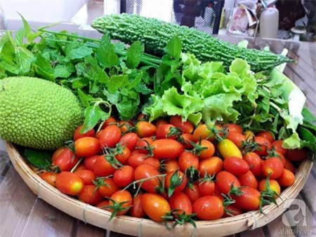 Bí quyết, trồng cây, vườn cây, cà chua bi, bà mẹ, Sài Gòn