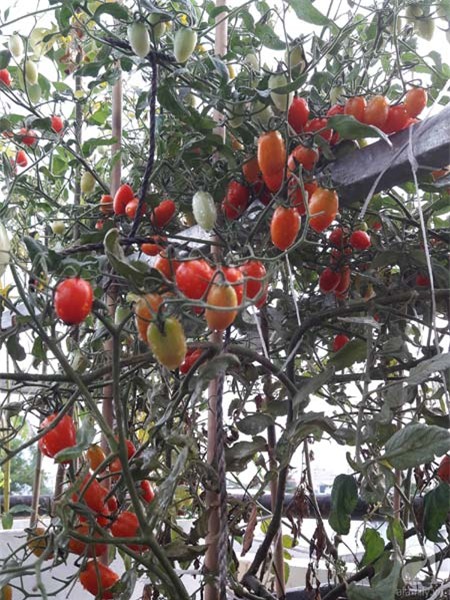 Bí quyết, trồng cây, vườn cây, cà chua bi, bà mẹ, Sài Gòn