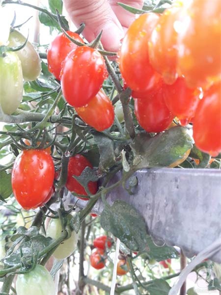 Bí quyết, trồng cây, vườn cây, cà chua bi, bà mẹ, Sài Gòn