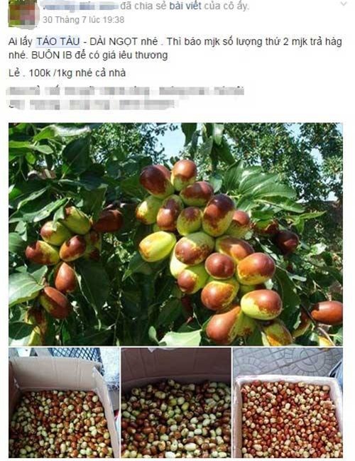 táo tàu, táo Trung Quốc, thần dược táo tàu, hoa quả Trung Quốc, hoa quả tàu, dân hà thành