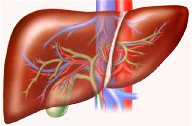 Từ viêm gan đến ung thư: Chỉ mất 3 bước - Ảnh 4.