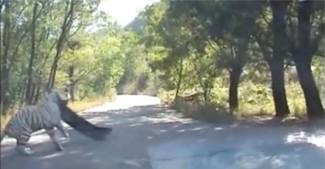 Clip: Thú dữ trong công viên từng có hổ vồ chết người tiếp tục tấn công du khách - Ảnh 5.