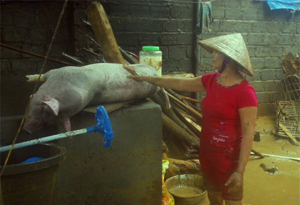 lũ cuốn, lũ đổ cuồn cuộn, lũ cuốn nhiều người chết, lũ cuốn ở Lào Cai