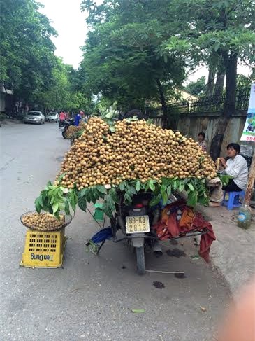 nhãn quê, nhãn lồng hưng yên, nhãn thái, nhãn quê hút khách, dân sành ăn Hà nội
