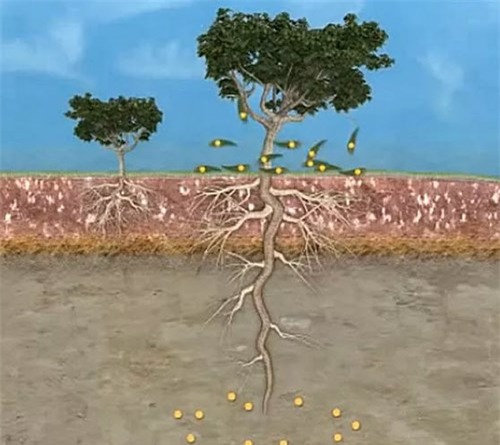 cây 'mọc' vàng từ lá, Việt Nam, bạch đàn, cây cổ thụ, gỗ quý, rễ cây, gốc cây, lá cây,