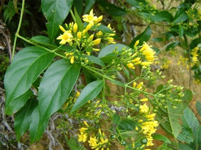 Diem mat nhung loai cay quen thuoc lo ‘nham’ vao la tac tho hinh anh 1