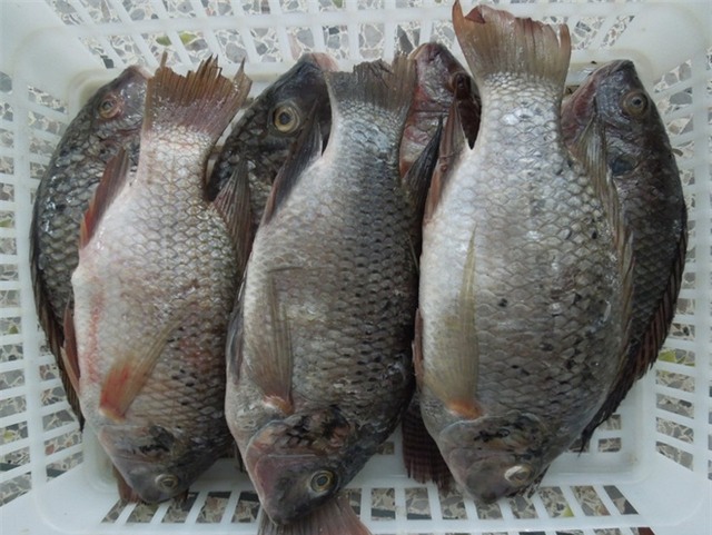 Được nuôi bằng kháng sinh và chất độc, loại cá này rất nguy hiểm nhưng được chuộng vì rẻ - Ảnh 2.