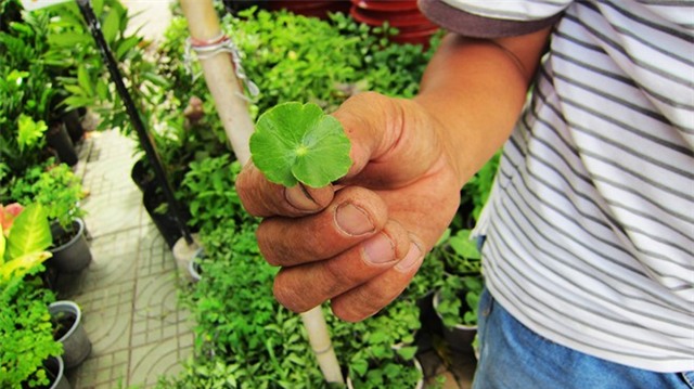 Rau, co dai len chau thanh cay phong thuy gia cao hinh anh 1