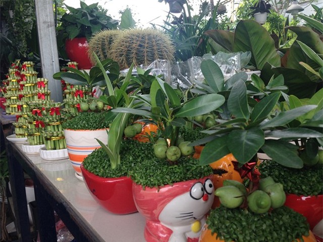 Rau, co dai len chau thanh cay phong thuy gia cao hinh anh 3