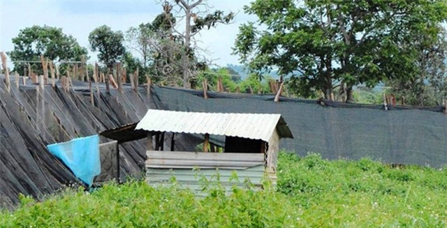 Màn phục kích tại chòi canh rẫy và khoảnh khắc bẽ bàng của nàng dâu thừa nhận “phản bội chồng”