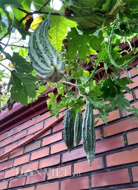 me viet 9x trong rau qua tot um nho ba thuoc bac “than thanh” hinh anh 8