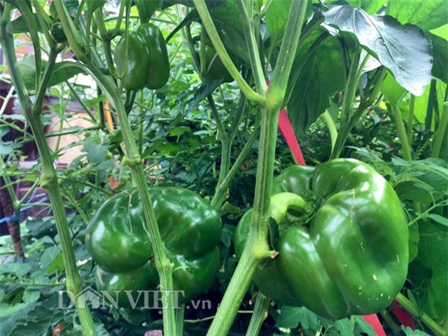 me viet 9x trong rau qua tot um nho ba thuoc bac “than thanh” hinh anh 9