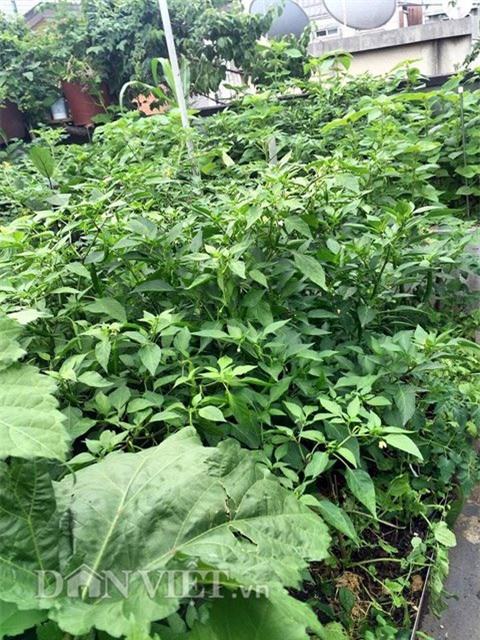 me viet 9x trong rau qua tot um nho ba thuoc bac “than thanh” hinh anh 12