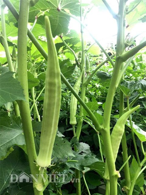 me viet 9x trong rau qua tot um nho ba thuoc bac “than thanh” hinh anh 14