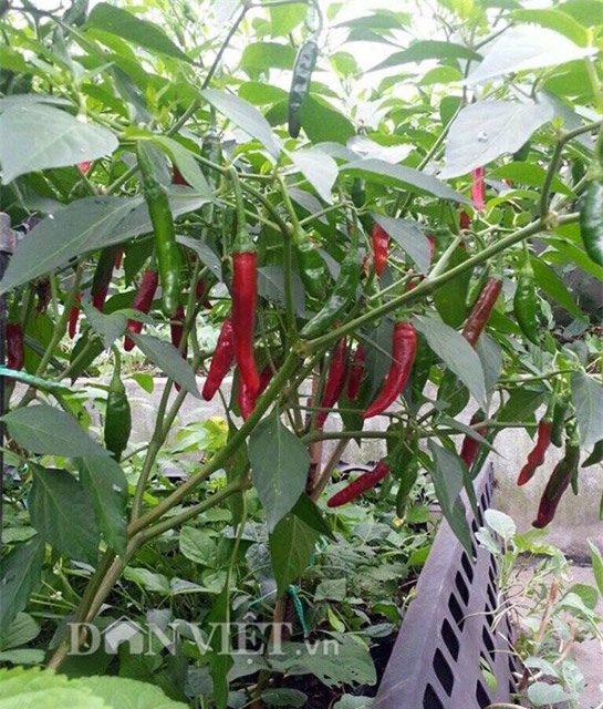 me viet 9x trong rau qua tot um nho ba thuoc bac “than thanh” hinh anh 17