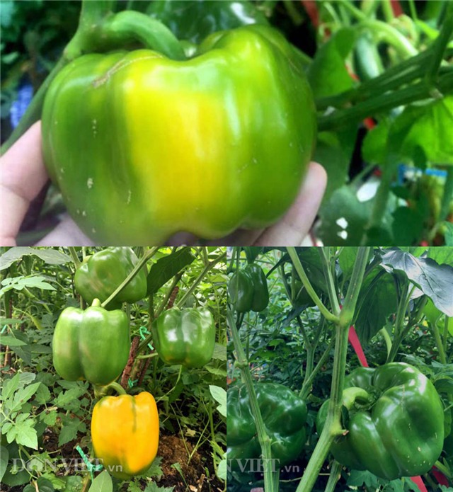 me viet 9x trong rau qua tot um nho ba thuoc bac “than thanh” hinh anh 18