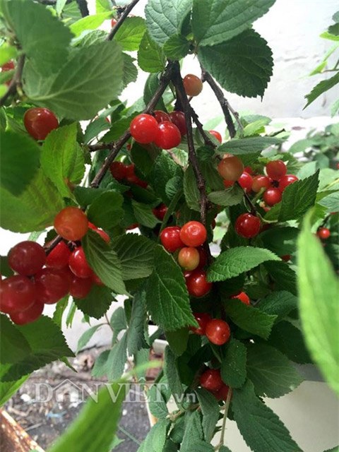 me viet 9x trong rau qua tot um nho ba thuoc bac “than thanh” hinh anh 19