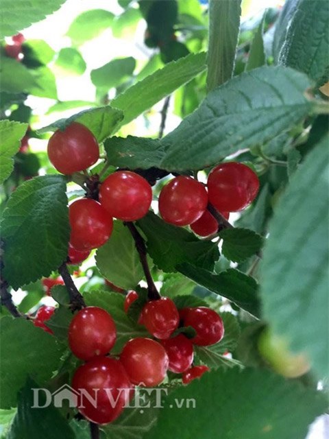 me viet 9x trong rau qua tot um nho ba thuoc bac “than thanh” hinh anh 20