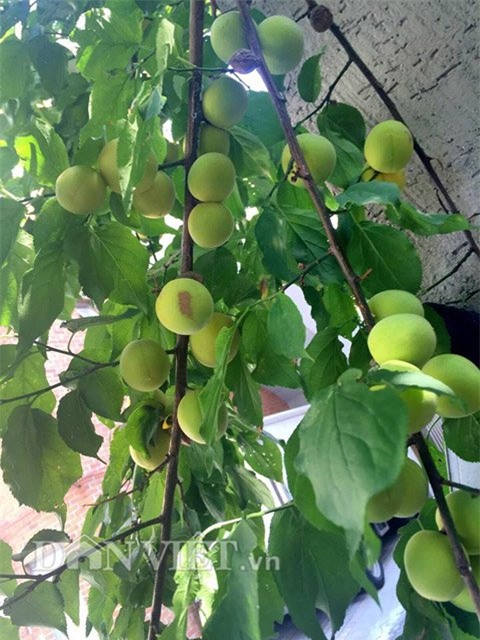 me viet 9x trong rau qua tot um nho ba thuoc bac “than thanh” hinh anh 21