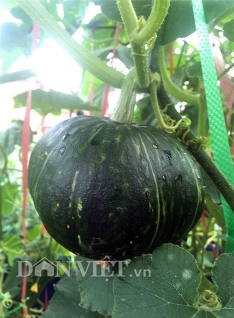 me viet 9x trong rau qua tot um nho ba thuoc bac “than thanh” hinh anh 22