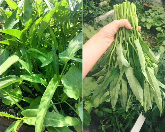 me viet 9x trong rau qua tot um nho ba thuoc bac “than thanh” hinh anh 23