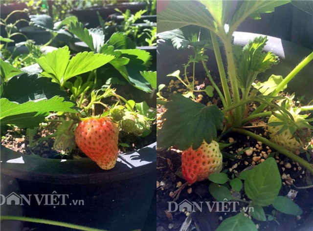 me viet 9x trong rau qua tot um nho ba thuoc bac “than thanh” hinh anh 25