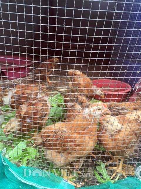 me viet 9x trong rau qua tot um nho ba thuoc bac “than thanh” hinh anh 26