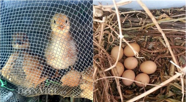 me viet 9x trong rau qua tot um nho ba thuoc bac “than thanh” hinh anh 27