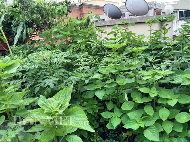 me viet 9x trong rau qua tot um nho ba thuoc bac “than thanh” hinh anh 2