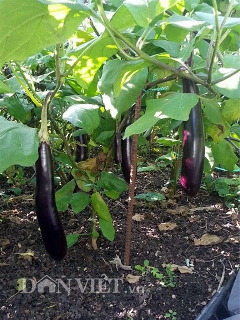 me viet 9x trong rau qua tot um nho ba thuoc bac “than thanh” hinh anh 3