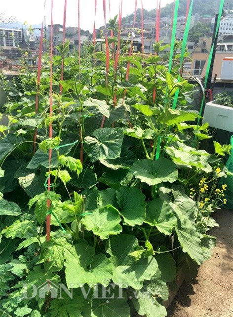 me viet 9x trong rau qua tot um nho ba thuoc bac “than thanh” hinh anh 4