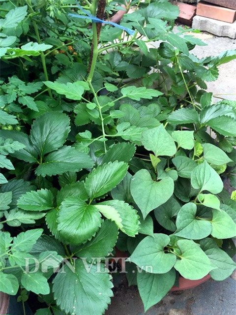 me viet 9x trong rau qua tot um nho ba thuoc bac “than thanh” hinh anh 5