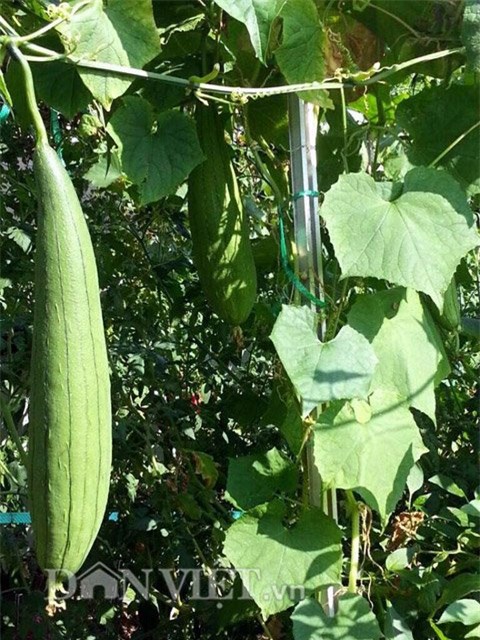 me viet 9x trong rau qua tot um nho ba thuoc bac “than thanh” hinh anh 6