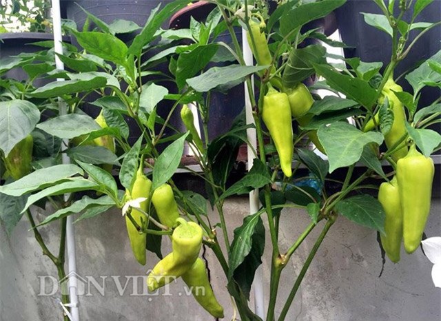 me viet 9x trong rau qua tot um nho ba thuoc bac “than thanh” hinh anh 7