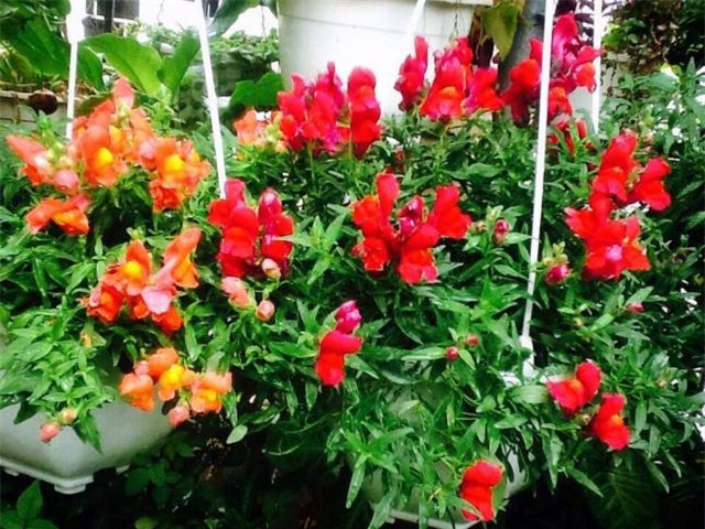 vườn cây, trồng cây trên tầng thượng, vườn treo, sân thượng,