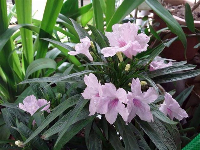 vườn cây, trồng cây trên tầng thượng, vườn treo, sân thượng,