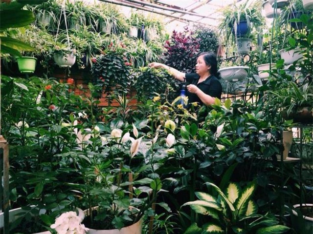 vườn cây, trồng cây trên tầng thượng, vườn treo, sân thượng,