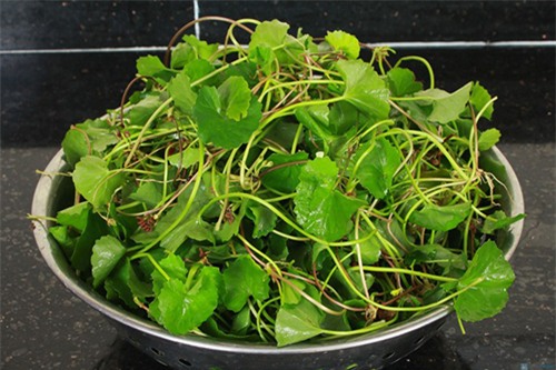 seo lom mo di trong thay chi voi 2 ngan dong rau ma - 1