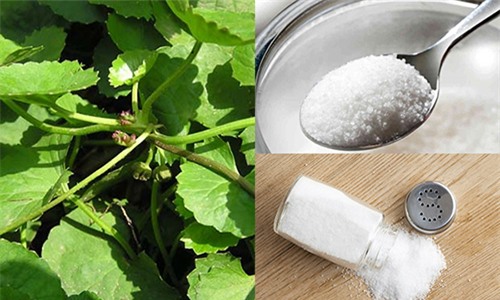 seo lom mo di trong thay chi voi 2 ngan dong rau ma - 2