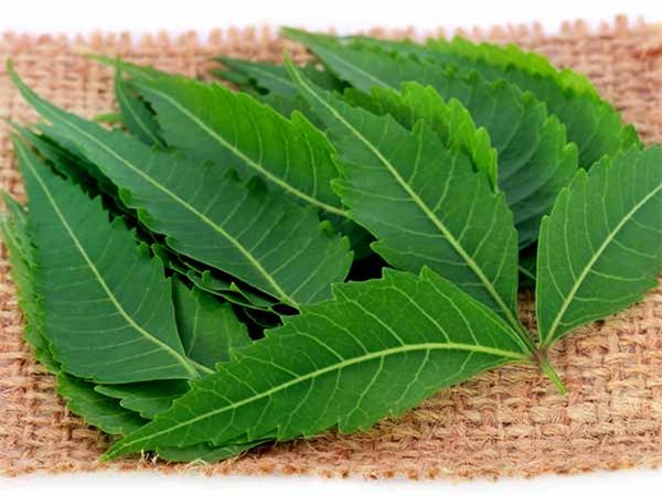 6 bài thuốc điều trị mụn rộp đơn giản và hiệu quả ngay tại nhà - Ảnh 2.