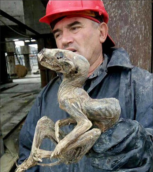 Nga: Tìm kim cương, phát hiện “quái vật thời tiền sử” - 1