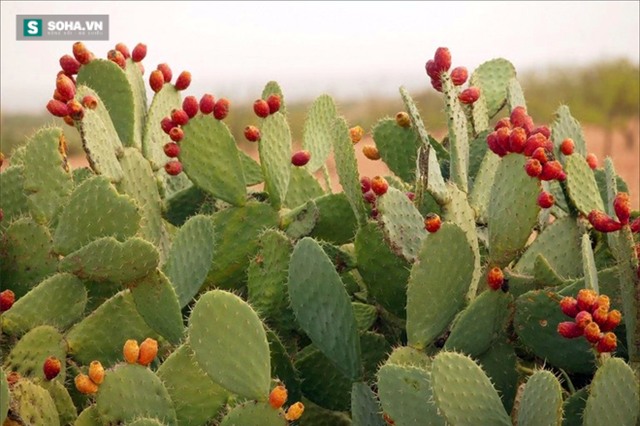 Xương rồng: Siêu thực phẩm mới, đặc sản của người dân Quảng Nam - Ảnh 1.