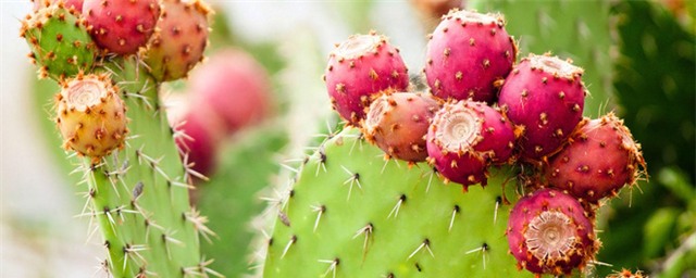 Xương rồng: Siêu thực phẩm mới, đặc sản của người dân Quảng Nam - Ảnh 4.