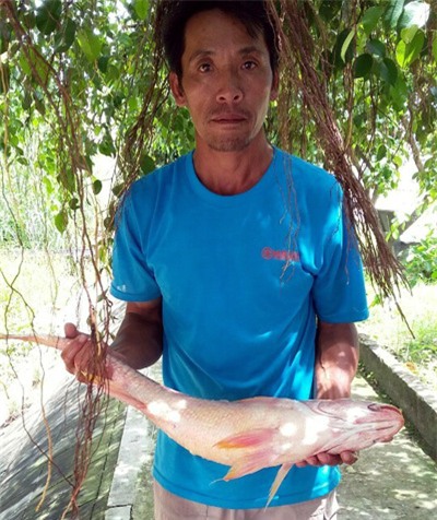 cá sủ vàng, sông Tiền, trăm triệu, ngư dân, cá khủng, cá trắm, cá chép, thủy quái, nhà hàng, dân nhậu