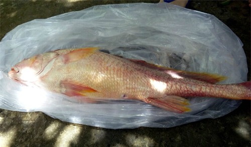 cá sủ vàng, sông Tiền, trăm triệu, ngư dân, cá khủng, cá trắm, cá chép, thủy quái, nhà hàng, dân nhậu