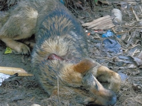 Thảm án ở Lào Cai: Thoát chết vì không tìm thấy chìa khóa - ảnh 7