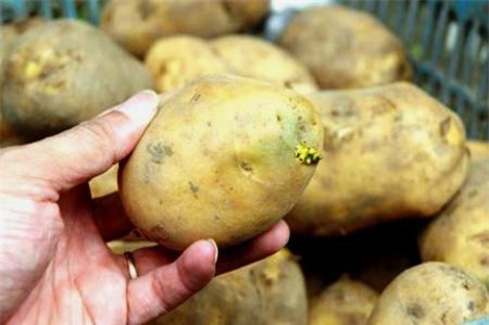 Cách ăn khoai tây tốt nhất cho sức khỏe - Ảnh 1.
