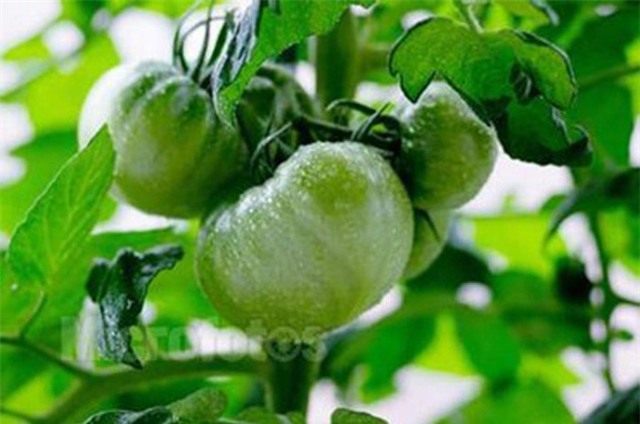 Những thực phẩm tự nó đã có độc bạn phải biết đường mà tránh xa - Ảnh 7.