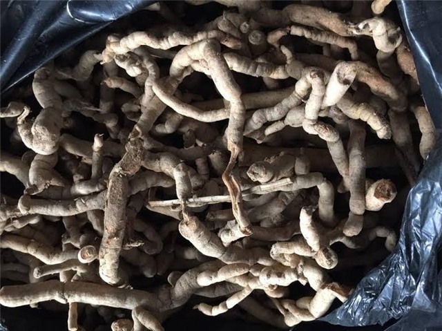 ba kích, ba kích trồng, ba kích rừng, ba kích sa pa, rượu ba kích, rượu ba kích dởm, địa chỉ mua rượu ba kích, mua rượu ba kích ở đâu, rượu ba kích có tác dụng gì,